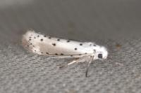 Yponomeuta padella