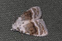 Meganola albula