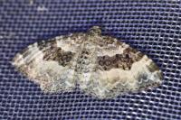 Epirrhoe rivata
