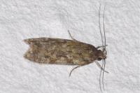 Gelechia muscosella