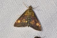 Pyrausta aurata