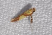 Caloptilia robustella