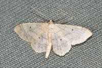 Idaea biselata