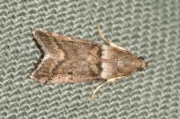 Acrobasis consociella