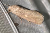 Spodoptera exigua