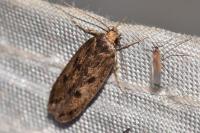 Hofmannophila pseudospretella
