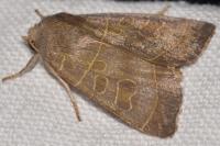 Ipimorpha subtusa