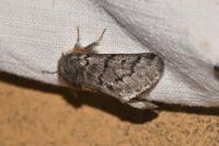 Thaumetopoea pityocampa