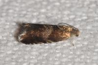 Strophedra nitidana