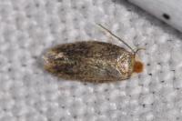 Zimmermannia amani