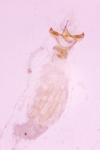 Zimmermannia amani