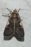Xestia c-nigrum
