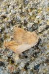 Atethmia centrago