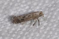 Parornix devoniella