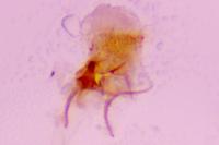 Parornix devoniella