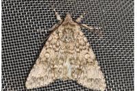 Acronicta megacephala