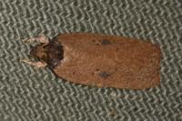 Agonopterix subpropinquella