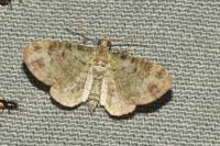 Pasiphila rectangulata