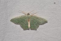 Hemithea aestivaria