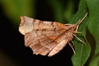 Selenia dentaria
