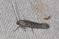 Yponomeuta sedella