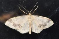 Idaea trigeminata
