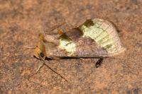Diachrysia chrysitis