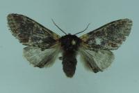 Notodonta dromedarius