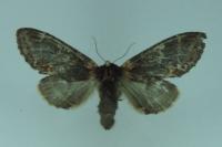 Notodonta dromedarius