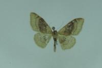 Idaea degeneraria