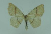 Cyclophora punctaria