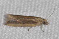 Bactra