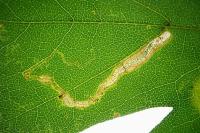 Stigmella aceris