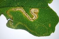 Stigmella aceris