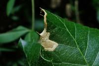 Stigmella suberivora