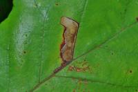 Ectoedemia erythrogenella