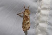 Triodia sylvina