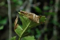 Parornix anglicella