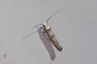 Paraswammerdamia albicapitella