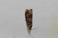 Grapholita janthinana