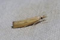 Agriphila inquinatella