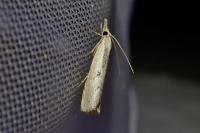 Agriphila geniculea