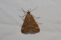 Pyrausta despicata