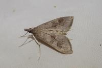 Mecyna asinalis