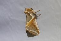 Habrosyne pyritoides