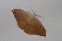 Watsonalla uncinula
