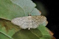 Idaea seriata