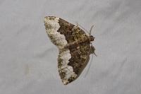 Euphyia biangulata