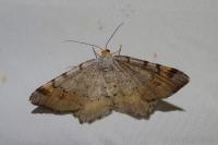 Macaria liturata