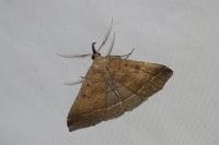 Polypogon plumigeralis